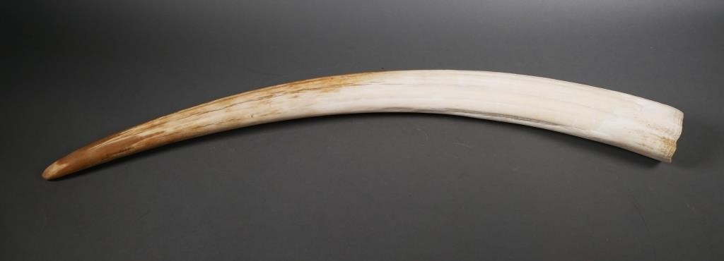 MASSIVE FOSSIL WALRUS IVORY TUSKLarge