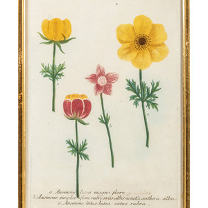 A Set of Six Hand-Colored Botanical