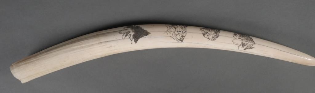 INUIT WALRUS TUSK SCRIMSHAWInuit decorated