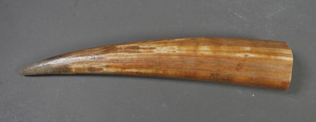 FOSSIL WALRUS IVORY TUSKFossilized walrus