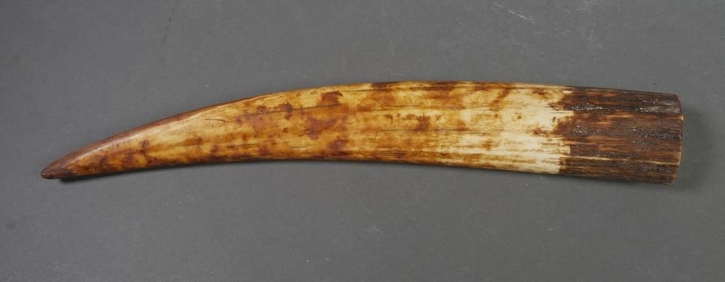 FOSSIL WALRUS IVORY TUSKFossilized walrus