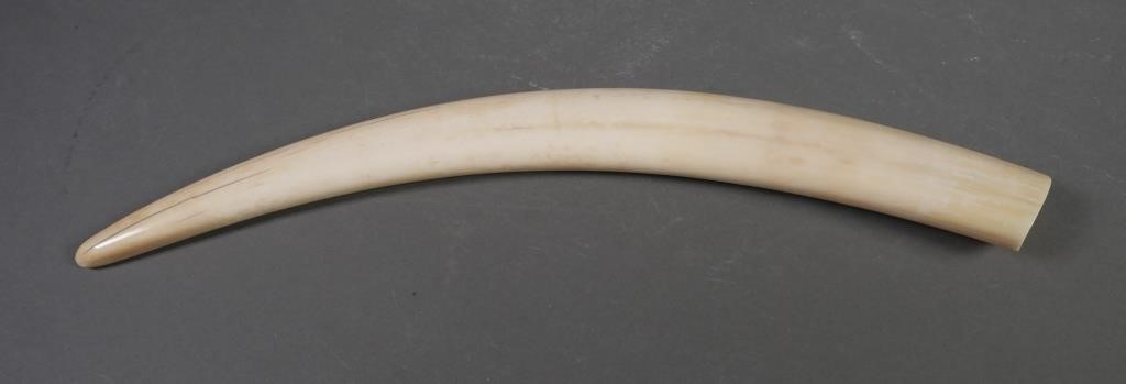 FOSSIL WALRUS IVORY TUSKFossilized 2a2a93