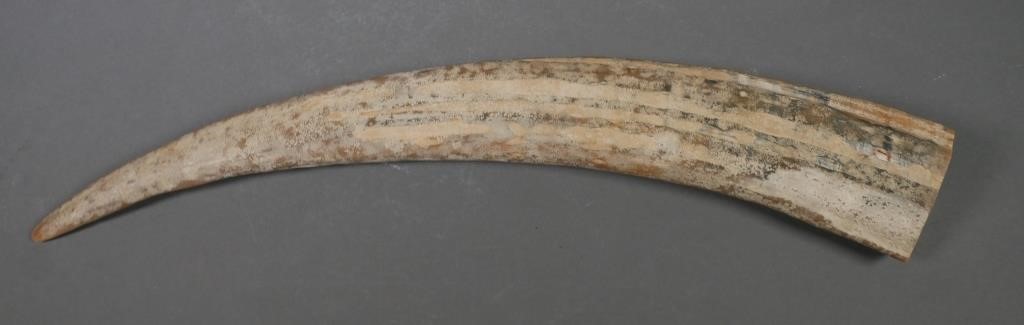 FOSSIL WALRUS IVORY TUSKFossilized walrus