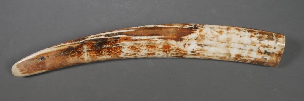 FOSSIL WALRUS IVORY TUSKFossilized