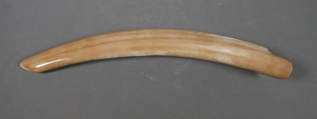 FOSSIL WALRUS IVORY TUSKFossilized