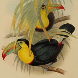 John Gould English 1804 1881 Andigena 2a6388