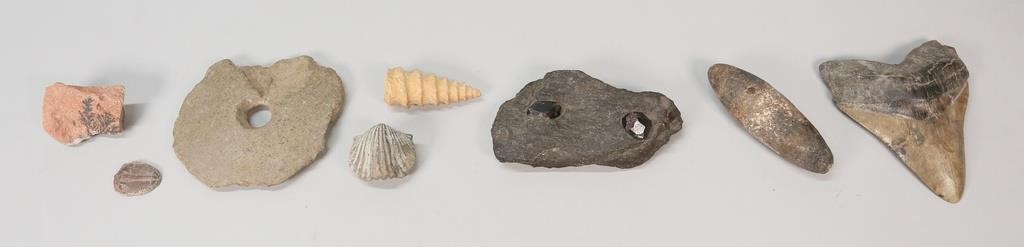 FOSSILS, MEGALODON TOOTH & TRILOBITE