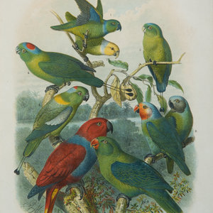 A Pair of Hand Colored Ornithological