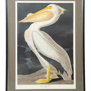 After James Audubon
American White Pelican,