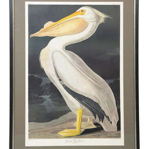 After James Audubon American White 2a7c16