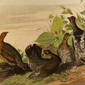 John James Audubon
(American, 1785-1851)
Spotted