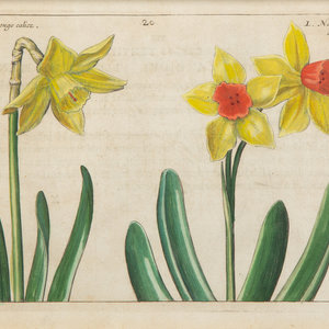 A Set of Four Dutch Botanicals