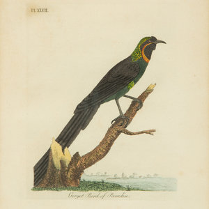 A Collection Ten Ornithological 2a8110