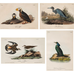 A Group of Four Prints of Aquatic Birds,