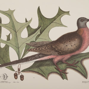 Two Ornithological Prints 20th 2a6faf