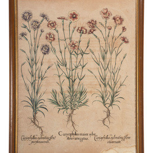 Two Hand-Colored Copper Plate Botanical