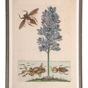 Four Hand-Colored Botanical Engravings
including