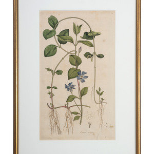 Five Hand-Colored Botanical Engravings
including