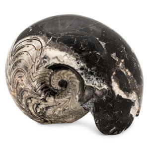 Fossilized Ammonite Shell 14 x 2aaabe