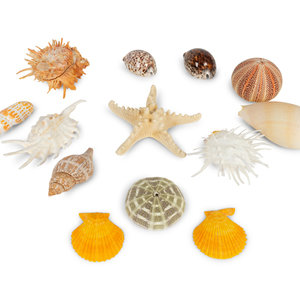 A Large Collection of Shells
Property