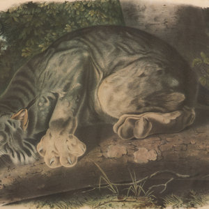 After John James Audubon 1785 1851 Lynx 2a9443