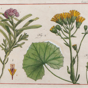 Two Pairs of Hand-Colored Engravings