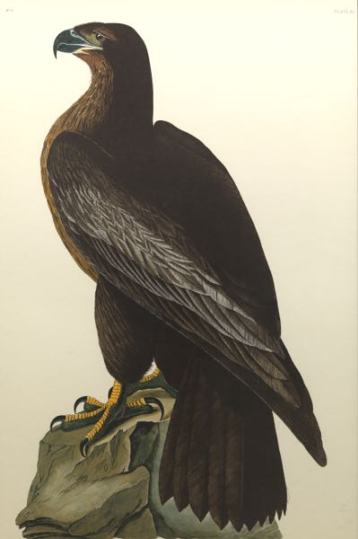 JOHN JAMES AUDUBON (AMERICAN, 1785