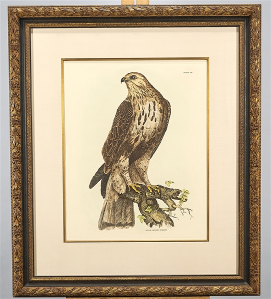 Two bird of prey engravings; including