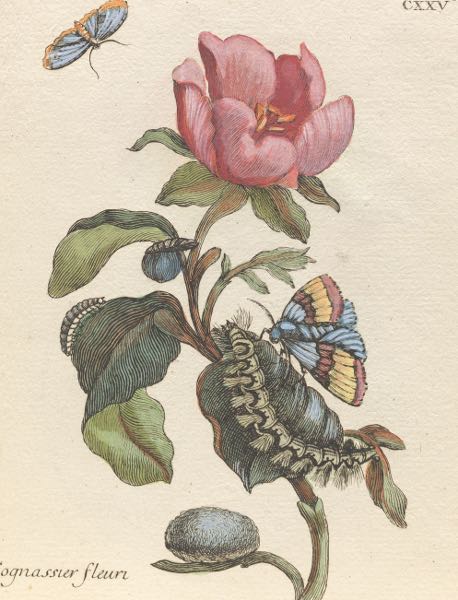 MARIA SIBYLLA MERIAN (SWISS, 1647–1717)