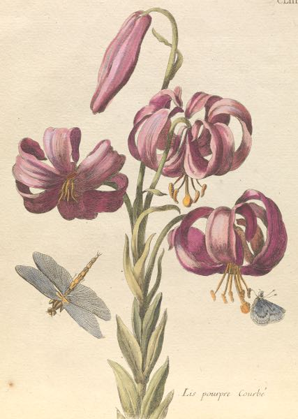 MARIA SIBYLLA MERIAN (SWISS, 1647–1717)