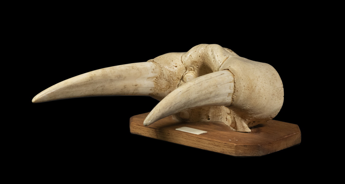 WALRUS SKULL SNOUT WITH TUSKS Probably 2b2c71