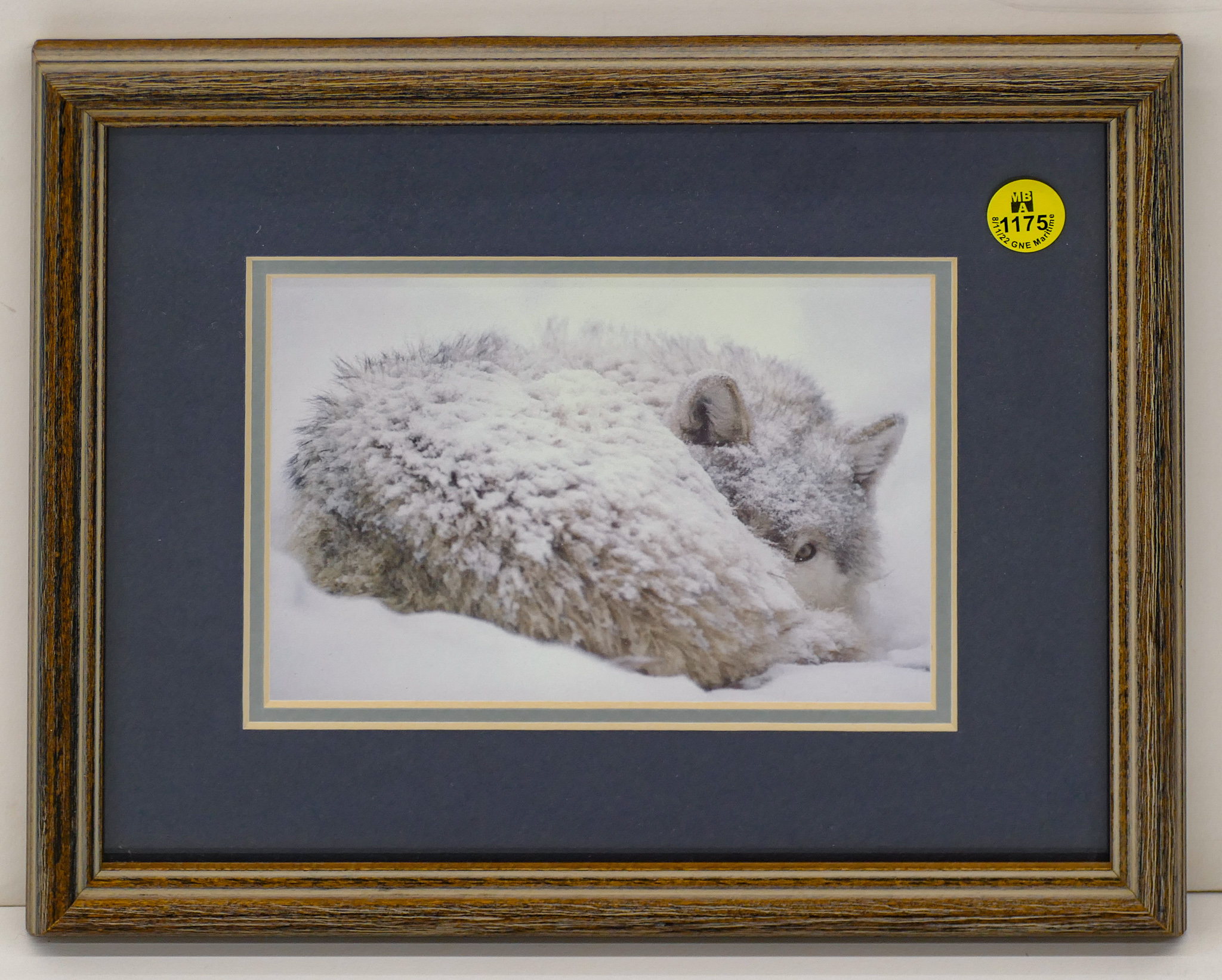 Winter Wolf Photograph Framed 9''x11''