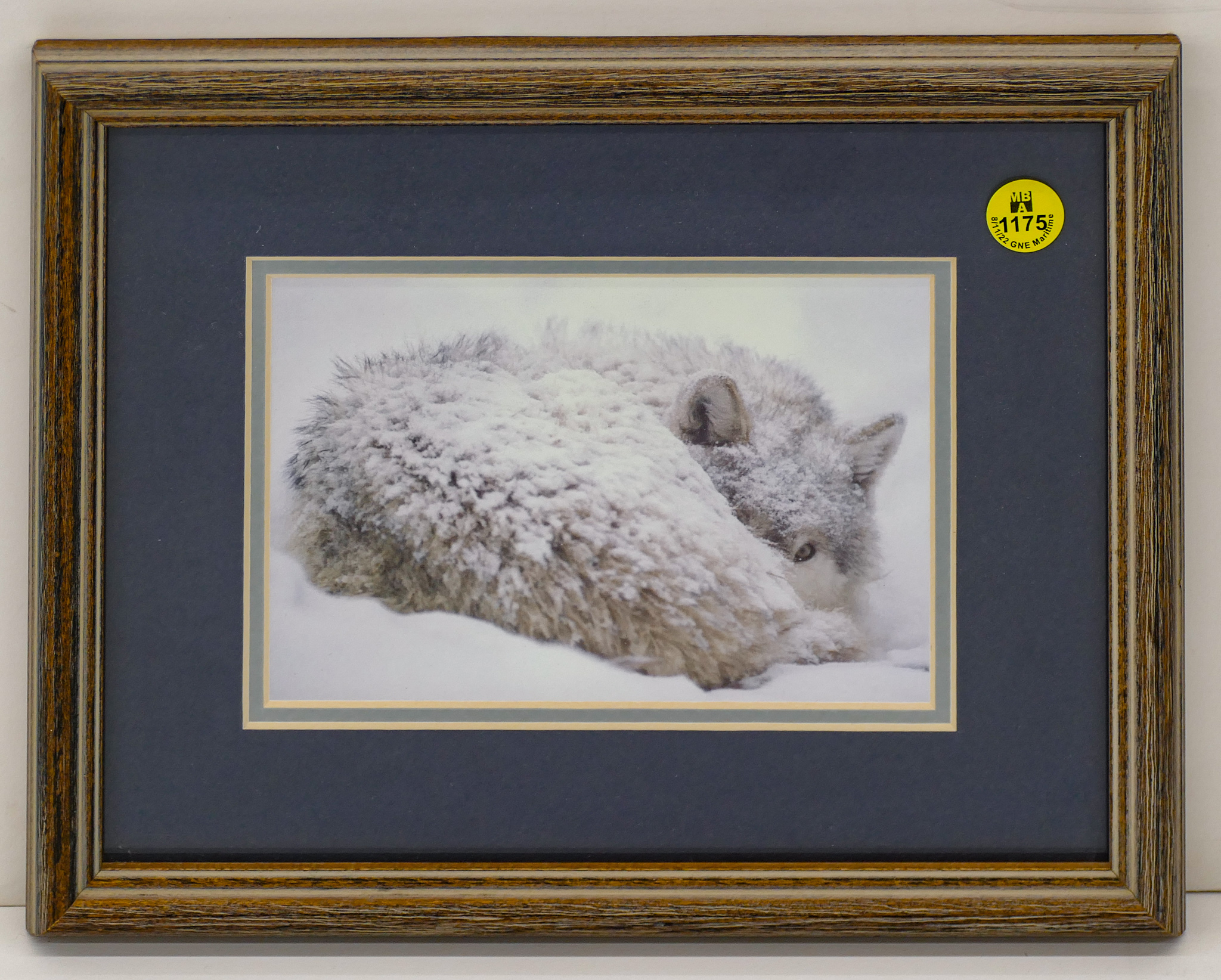 Winter Wolf Photograph Framed 9x11