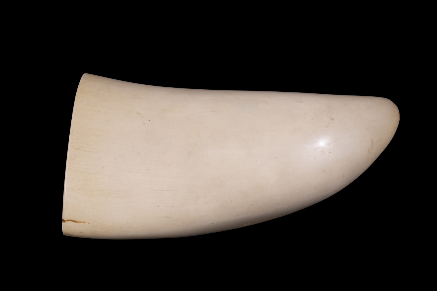 BLANK SCRIMSHAW WHALE S TOOTH  2b152b