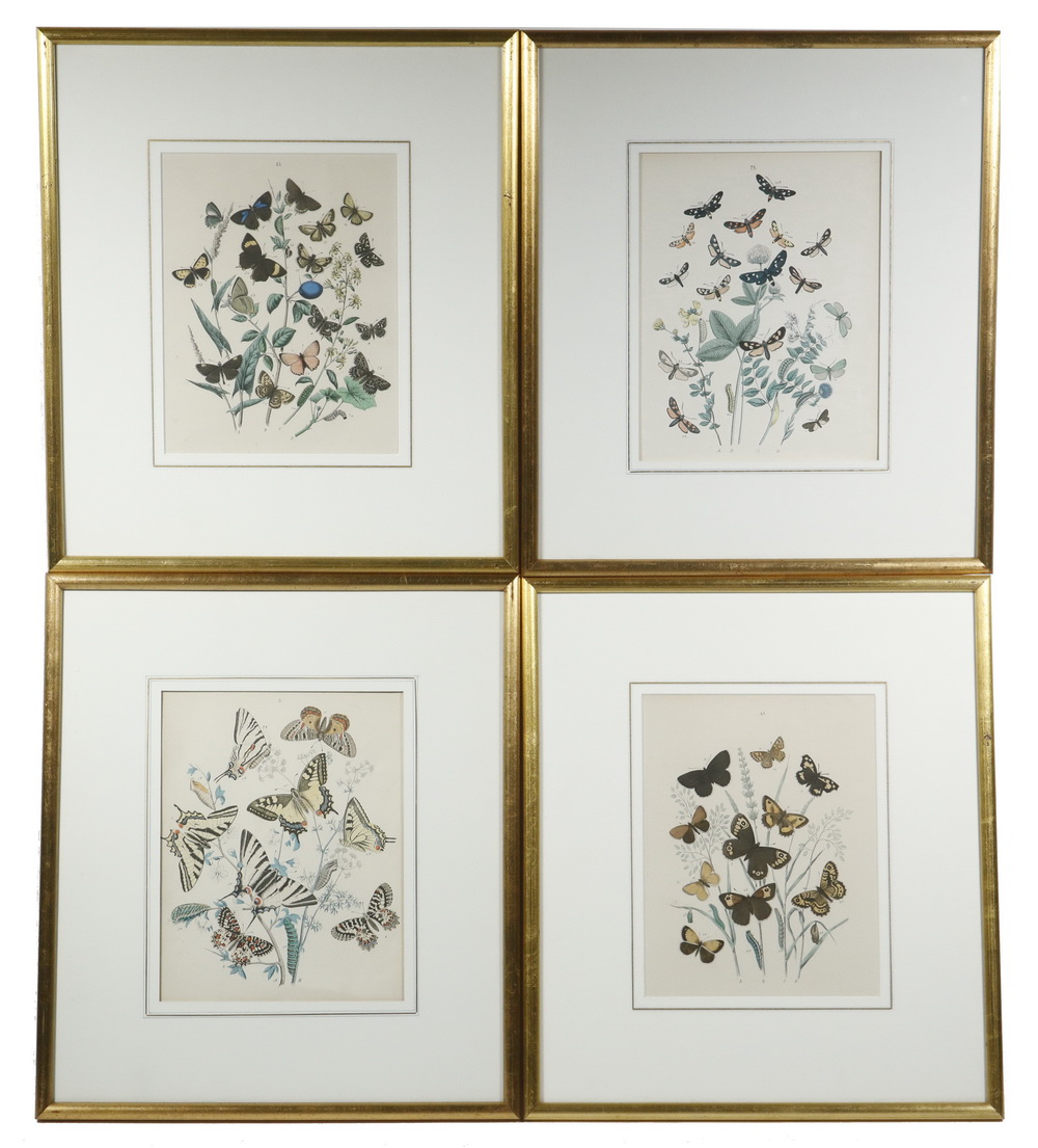 (8) FRAMED LITHOS OF BUTTERFLIES,