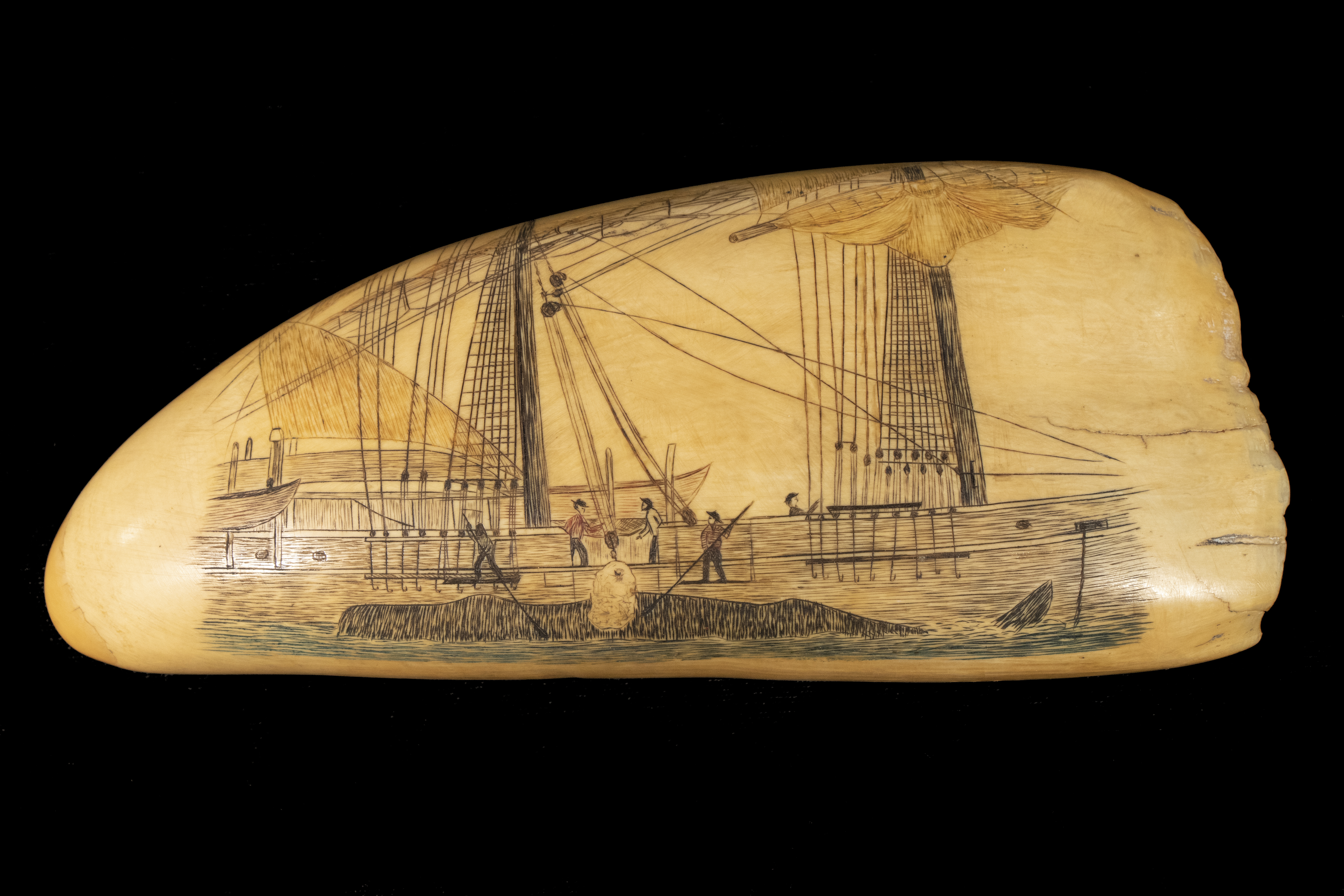 SCRIMSHAW SPERM WHALE TOOTH Cutting