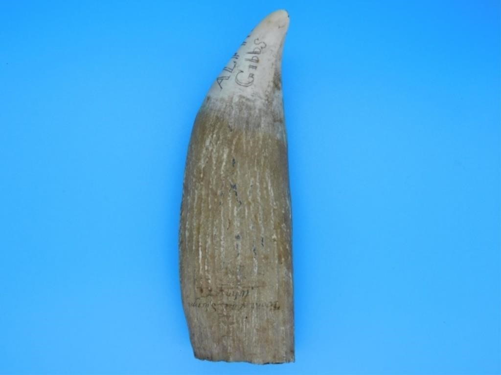 SCRIMSHAW WHALES TOOTH DATED 1857  2b30dd