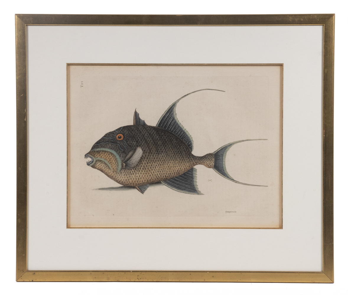 MARK CATESBY UK 1683 1749 Guaperva  2b3c1c