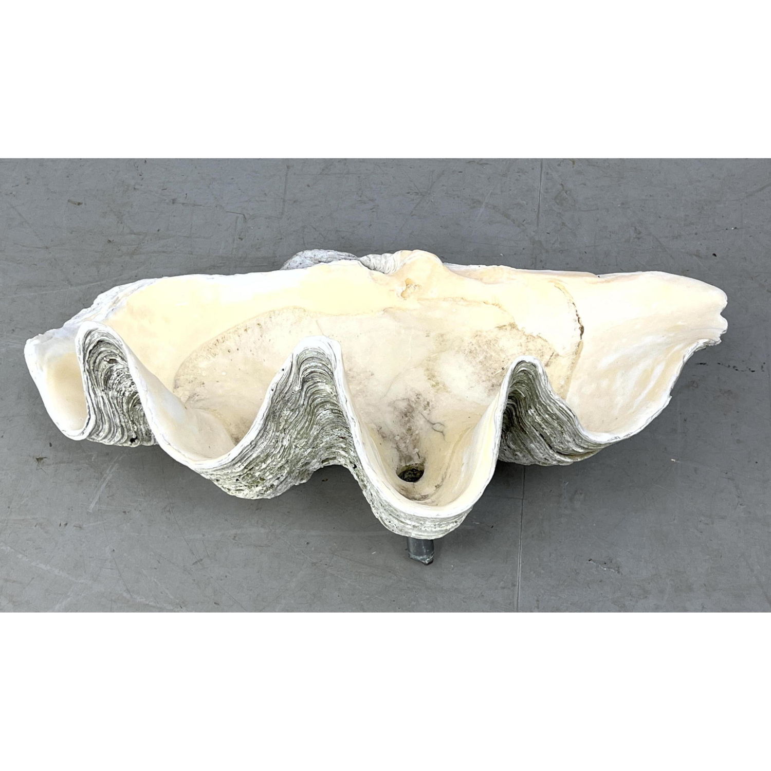 Natural Real Giant Clam Shell  2b933e