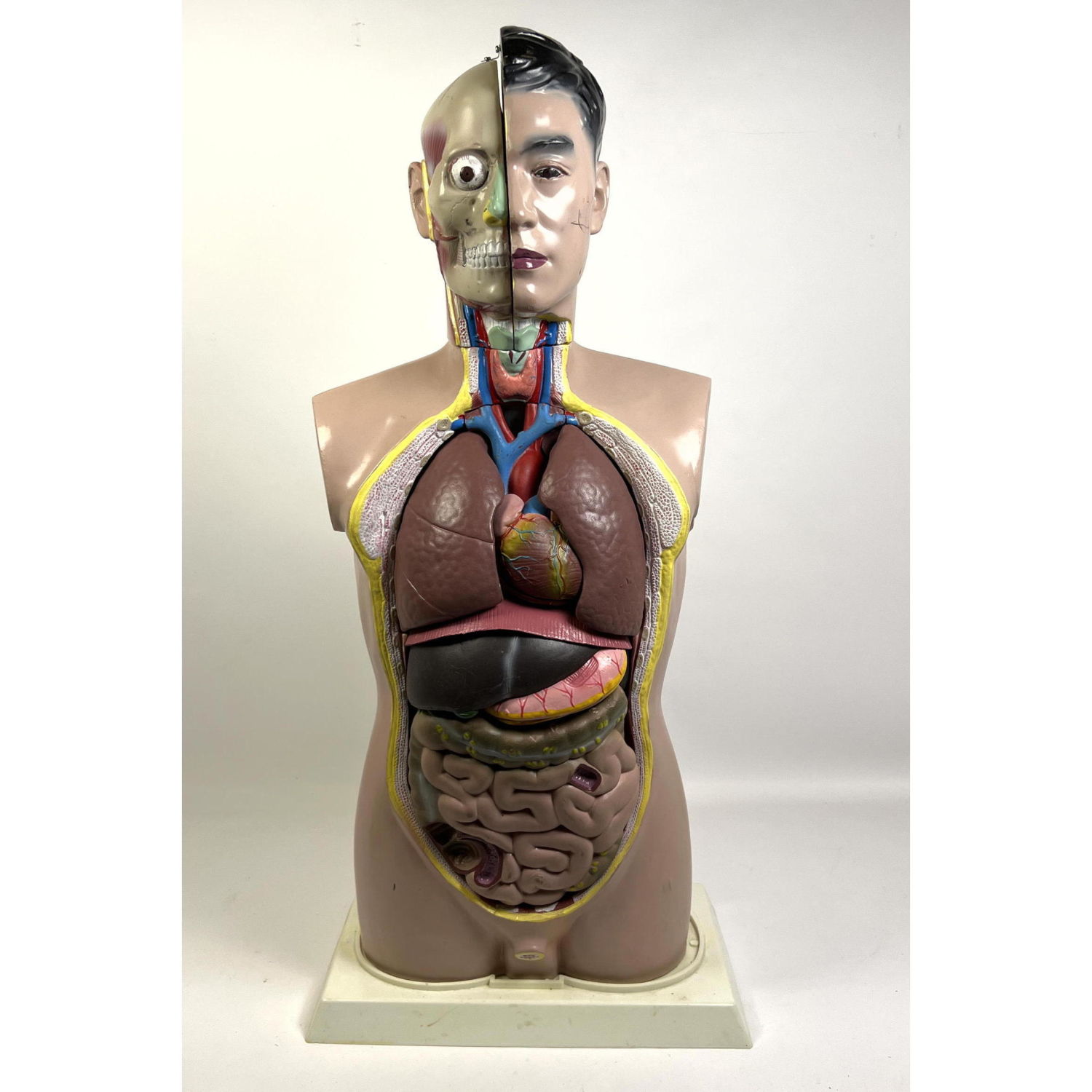 Anatomical Model Medical Instructional 2ba39f