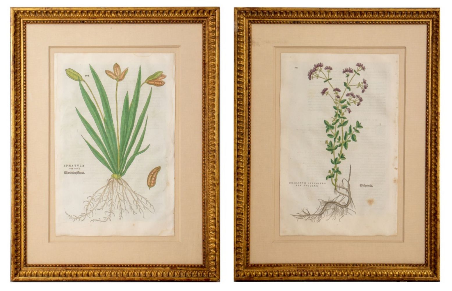 BOTANICAL HAND COLORED ENGRAVINGS,