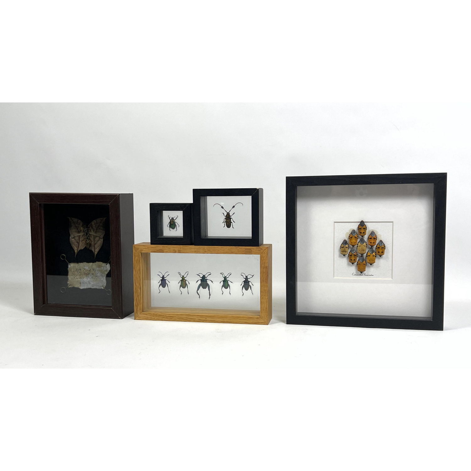 5pc Framed Bug Insect Wall Art 2ba622