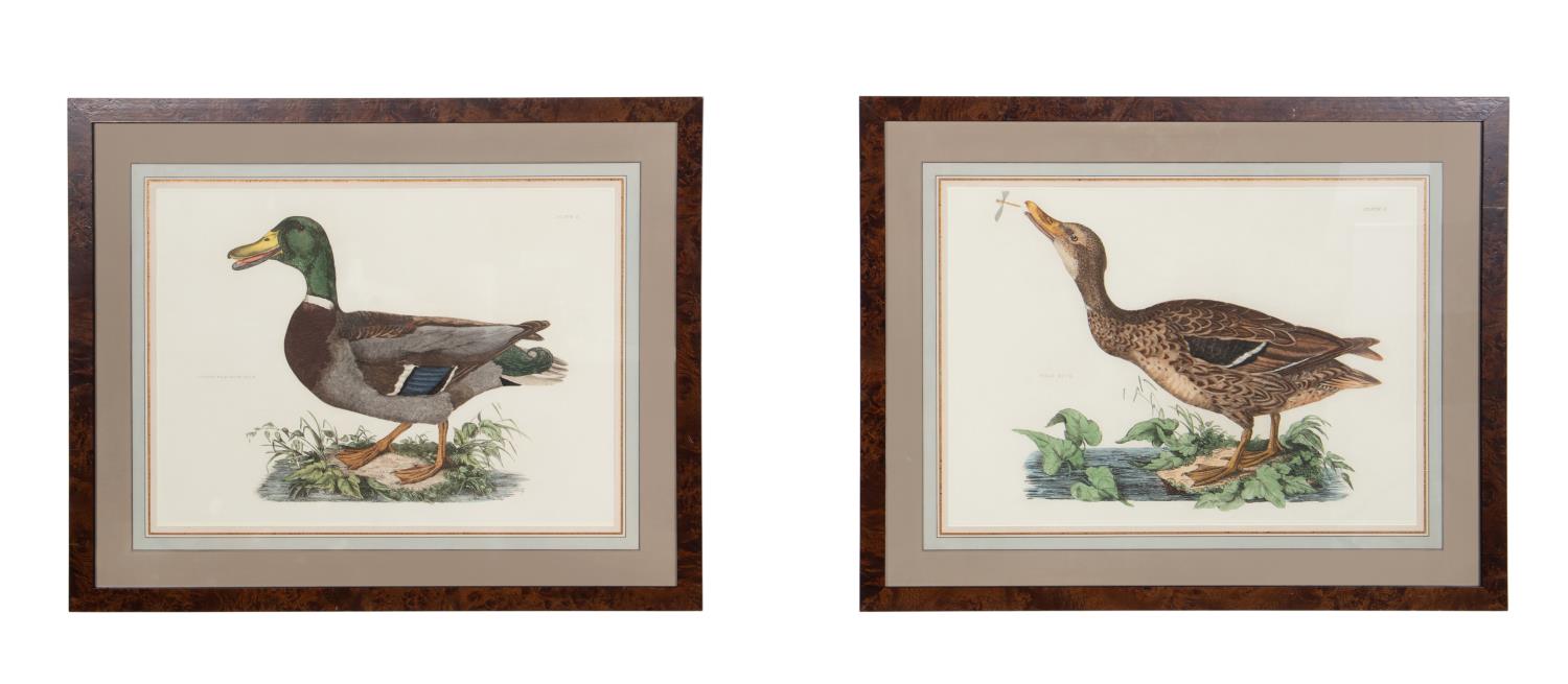 PAIR 19TH C DUCK ENGRAVINGS AFTER 2bfdf4