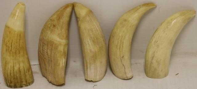 5 RAW WHALES TEETH, 5 1/2" TO 6"