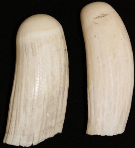 TWO 19TH C RAW WHALE'S TEETH. 