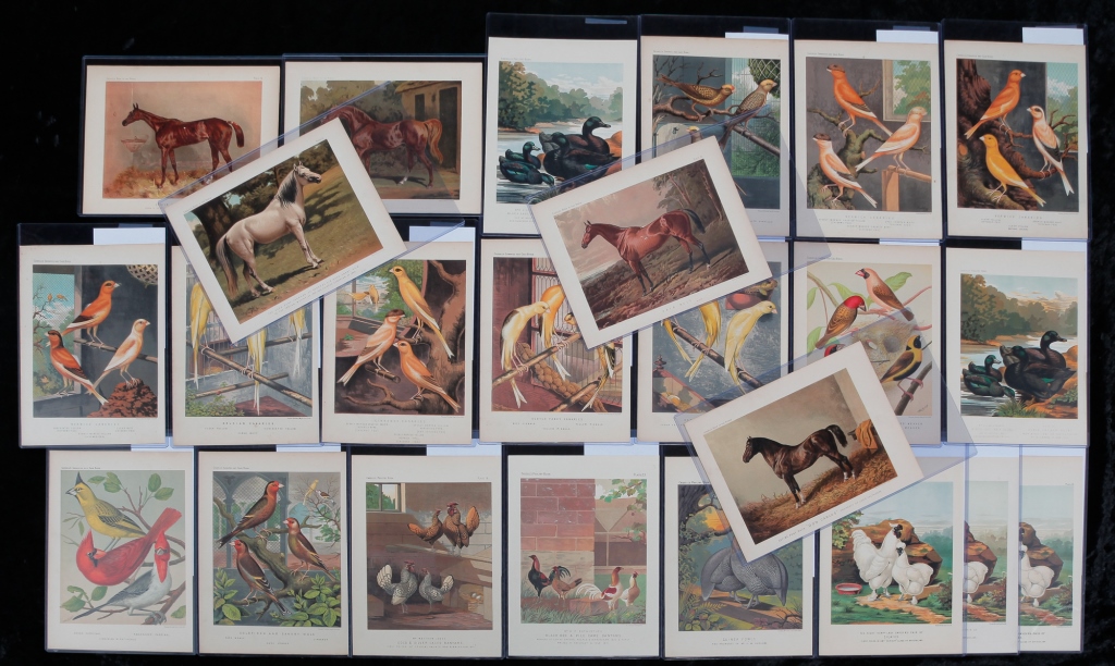 25 PETER CASSELL CHROMOLITHOGRAPHS  2c2f0a