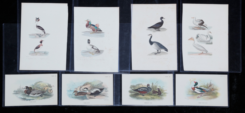 EIGHT WATER FOWL PRINTS Nineteenth 2c2f8b