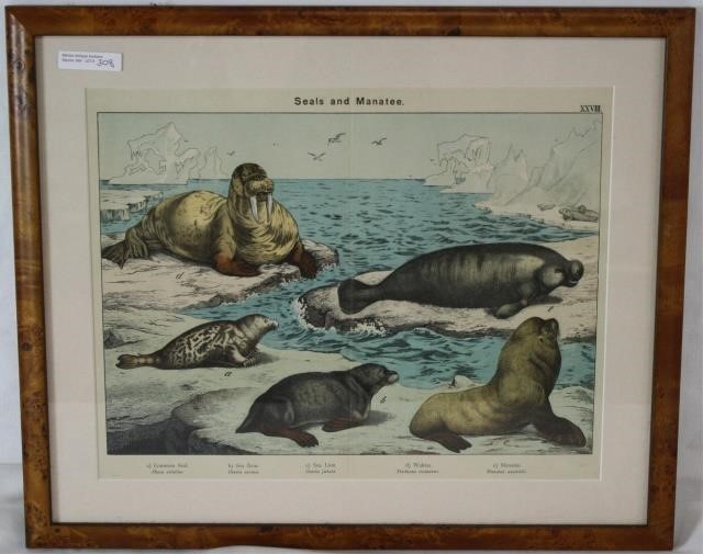 ENGRAVING OF SEALS AND MANATEE,