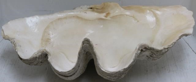 LARGE SOUTH SEA CLAM SHELL. 6”