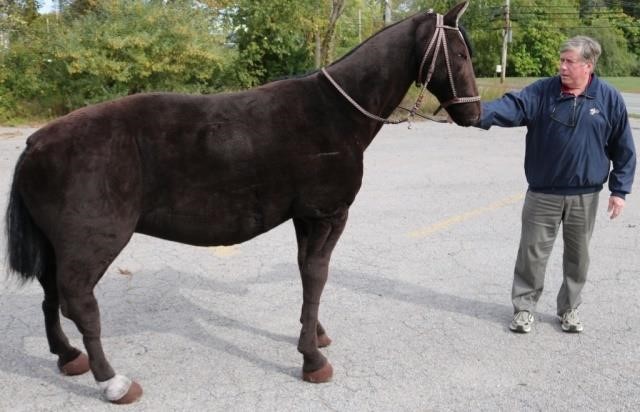 LIFE SIZE STEIFF HORSE DONATED 2c2239